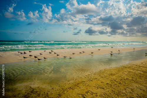 Birds at the Beach in Destin Florida 