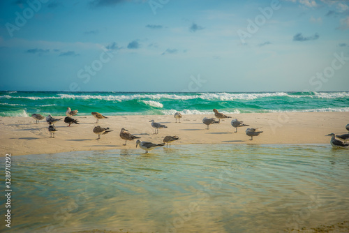 Birds at the Beach in Destin Florida 