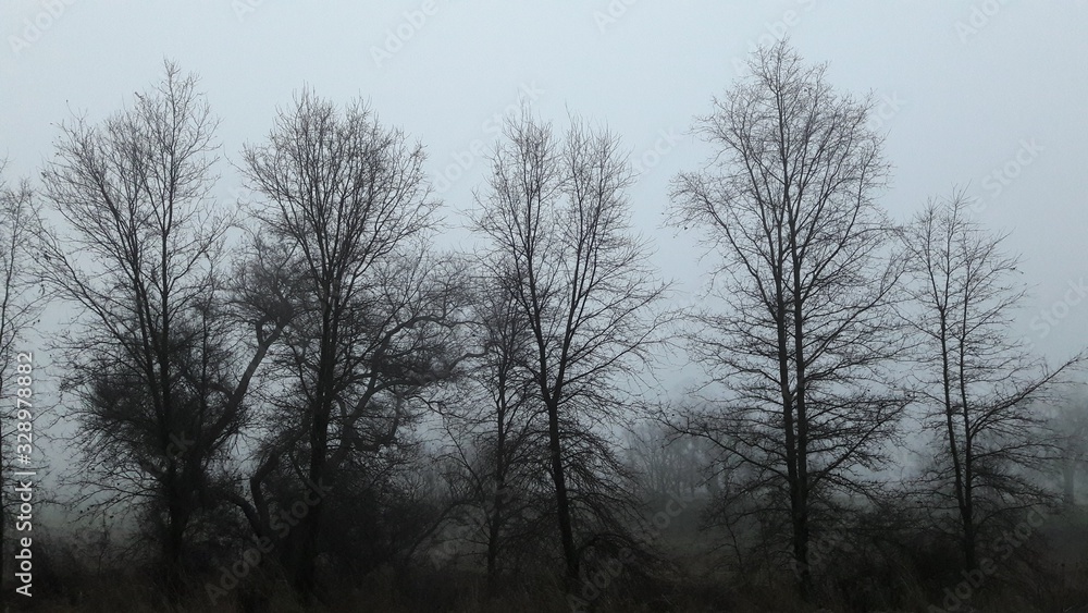 trees in fog trees in fog