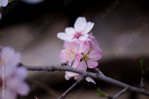 almonds tree  flowes on a twing bee blured background in spring season day photo