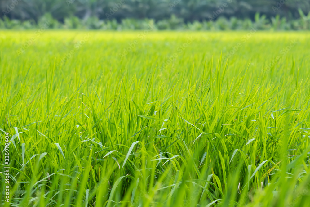 rice in farm with sunlight in morning, selective focus rice in farm with sunlight in morning, selective focus