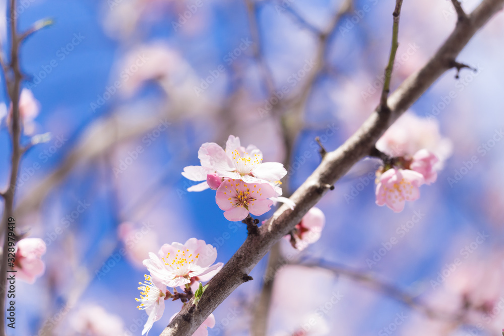 almonds tree flowes on a twing bee blured background in spring season day almonds tree flowes on a twing bee blured background in spring season day