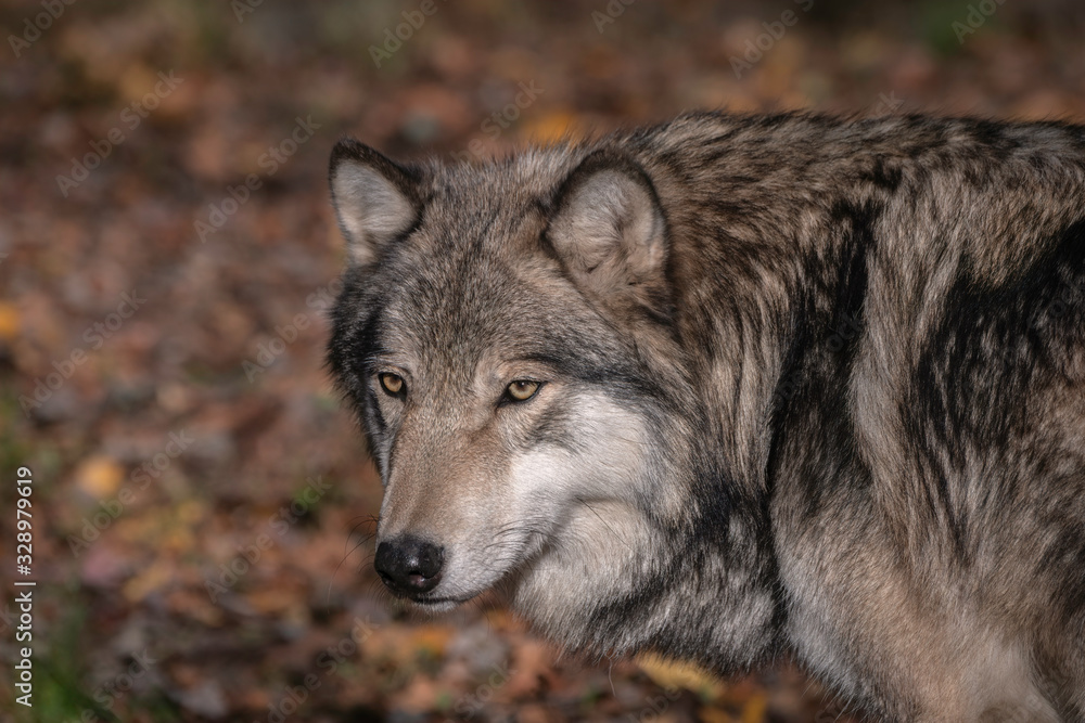 Timber Wolf (also known as a Gray Wolf or Grey Wolf) Portrait with Fall Color in the Background
