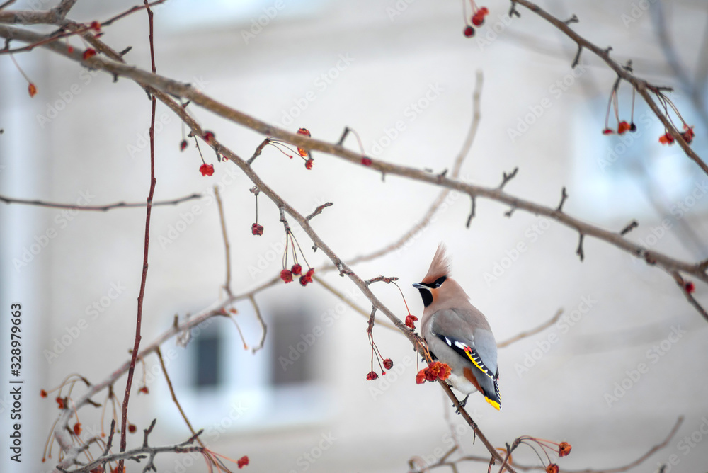 a wild bird called a whistle sits on a tree branch in the city against the background of Windows of an apartment building a wild bird called a whistle sits on a tree branch in the city against the background of Windows of an apartment building