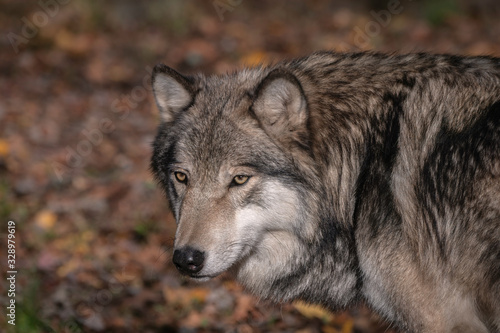 Timber Wolf  also known as a Gray Wolf or Grey Wolf  Portrait with Fall Color in the Background