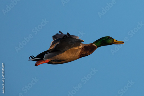 Male wild duck flying, seen in a North California marsh