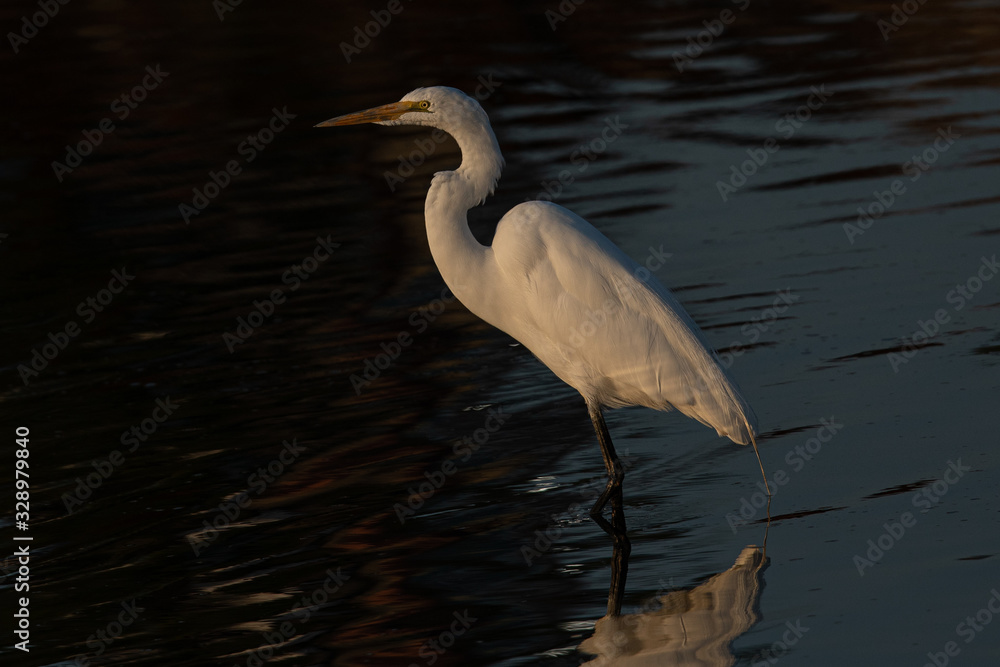 Obraz premium Great egret in beautiful light, seen in the wild in a North California marsh 