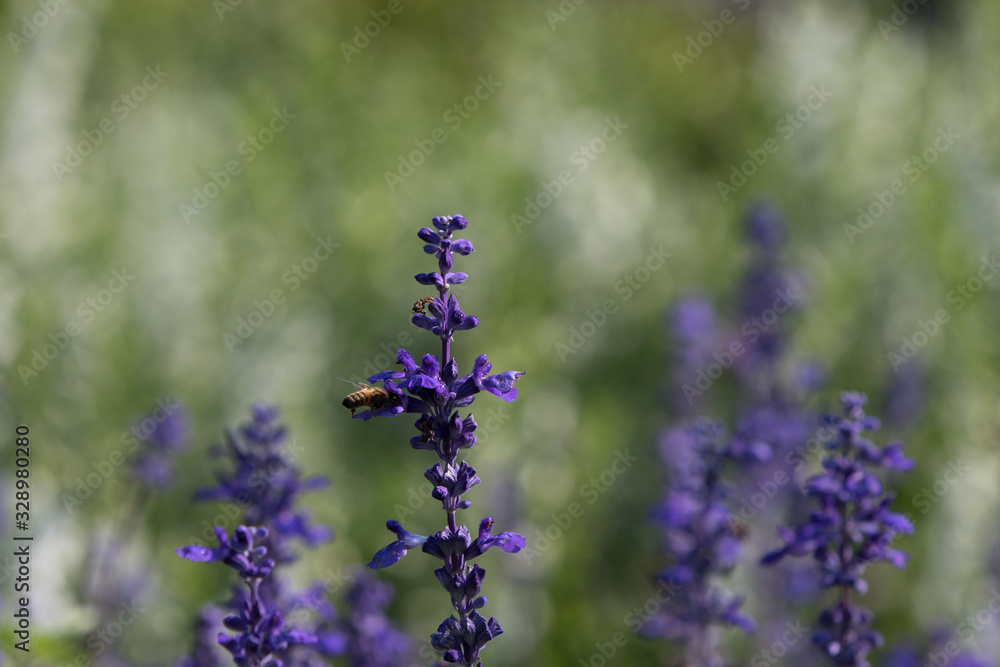 Obraz premium Blue salvia plants