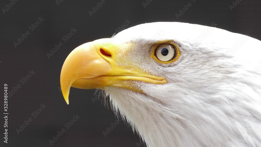 north america bald eagle