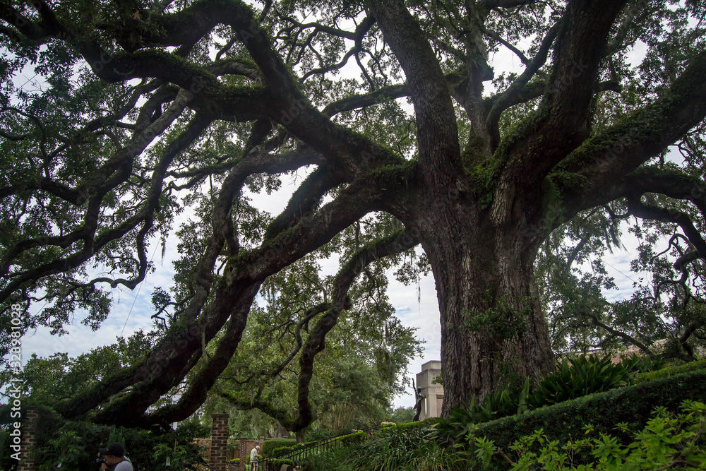 Grand Cummer tree in a garden