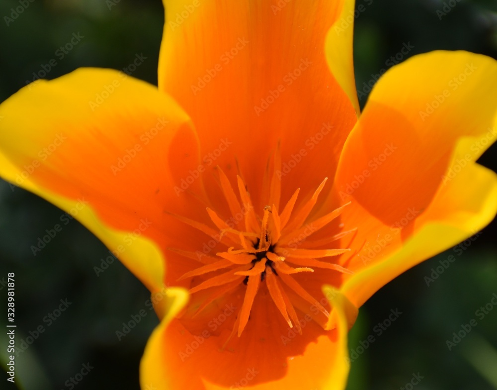 A closeup of the vivid orange flower of the California poppy (Eschscholzia californica) showing the interior parts. A closeup of the vivid orange flower of the California poppy (Eschscholzia californica) showing the interior parts.