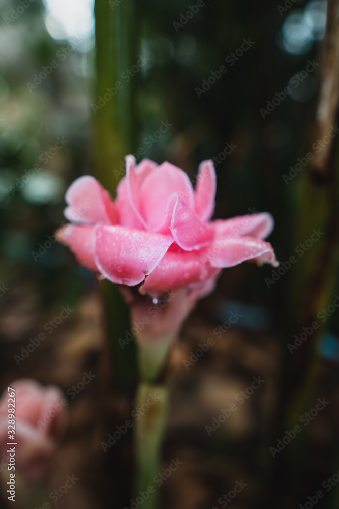 Torch Ginger (Etlingera elatior) 