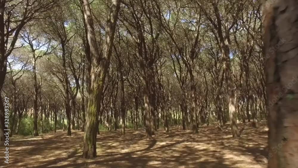 walking in a beautiful pinewood forest steady shot walking in a beautiful pinewood forest steady shot