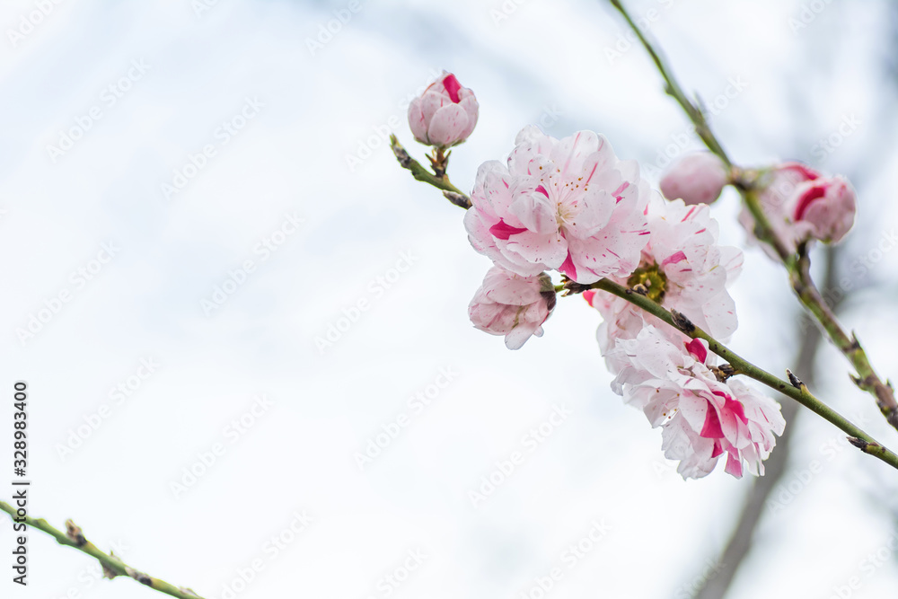 Beautiful pink and white peach blossoms during spring time with branches Beautiful pink and white peach blossoms during spring time with branches
