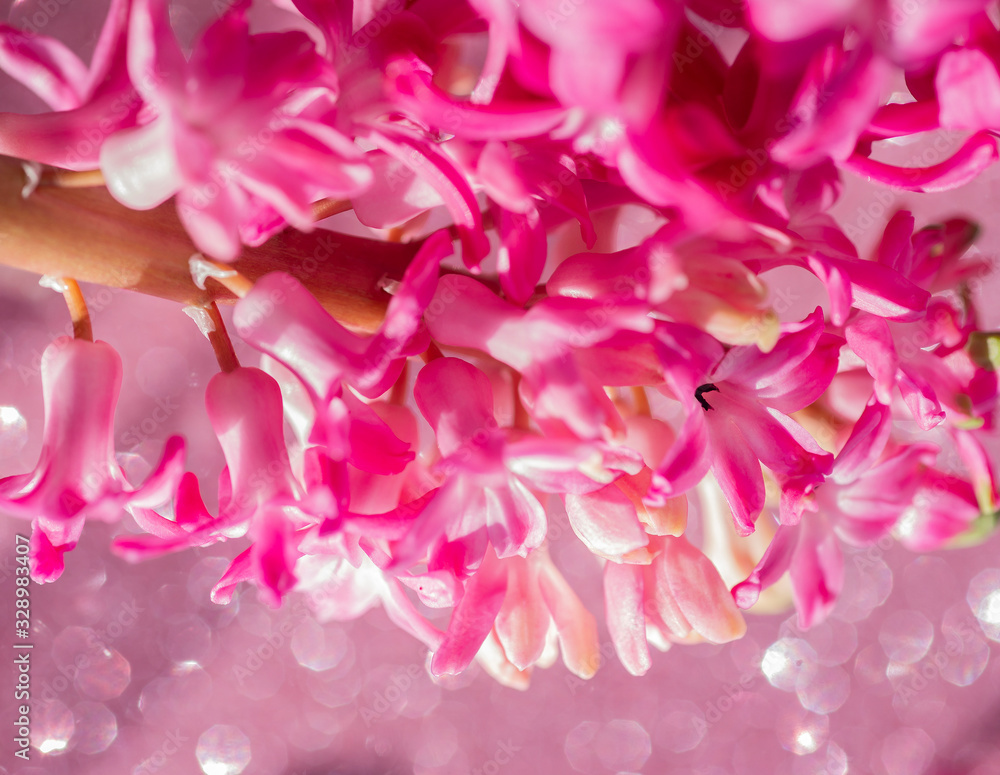 Fototapeta premium pink blooming hyacinth on a pink background. spring flowers. flowers for the wedding. thickets of pink flowers in the bright sun in the summer garden
