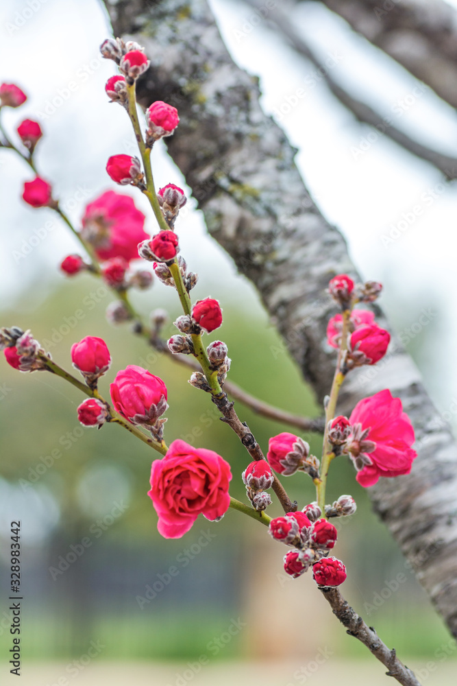 Beautiful pink and white peach blossoms during spring time with branches Beautiful pink and white peach blossoms during spring time with branches