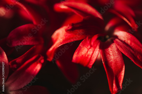 flower petals on a black background. blooming hyacinth. spring flowers.  thickets of red flowers in the bright sun in the summer garden