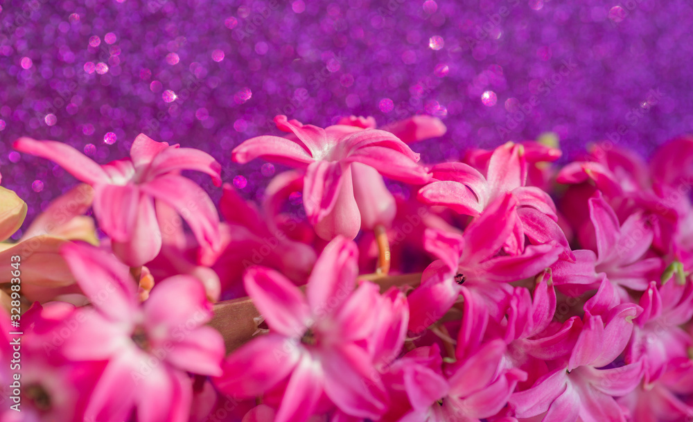 macrophthography of pink blooming hyacinth on purple background. spring flowers. flowers for the wedding. thickets of pink flowers in the bright sun in the summer garden macrophthography of pink blooming hyacinth on purple background. spring flowers. flowers for the wedding. thickets of pink flowers in the bright sun in the summer garden