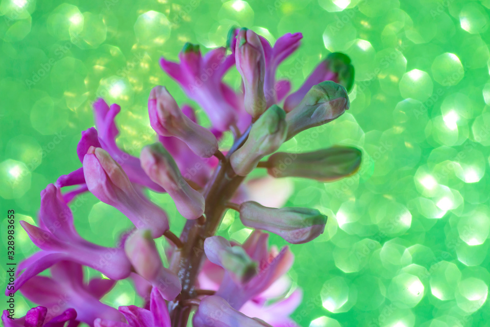 pink blooming hyacinth on a green background. spring flowers. flowers for the wedding. thickets of pink flowers in the bright sun in the summer garden pink blooming hyacinth on a green background. spring flowers. flowers for the wedding. thickets of pink flowers in the bright sun in the summer garden