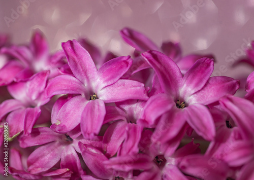 macrophthography of pink blooming hyacinth on an pink background. spring flowers. flowers for the wedding. thickets of pink flowers in the bright sun in the summer garden  © Дмитрий Панасенко