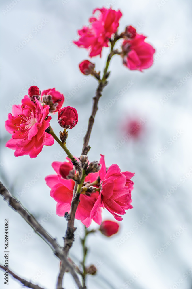 Beautiful pink and white peach blossoms during spring time with branches Beautiful pink and white peach blossoms during spring time with branches