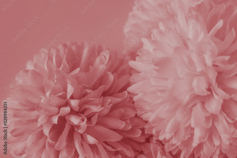 Beautiful abstract colorful red feathers on white background and soft white feather texture on white pattern and light pink background Beautiful abstract colorful red feathers on white background and soft white feather texture on white pattern and light pink background