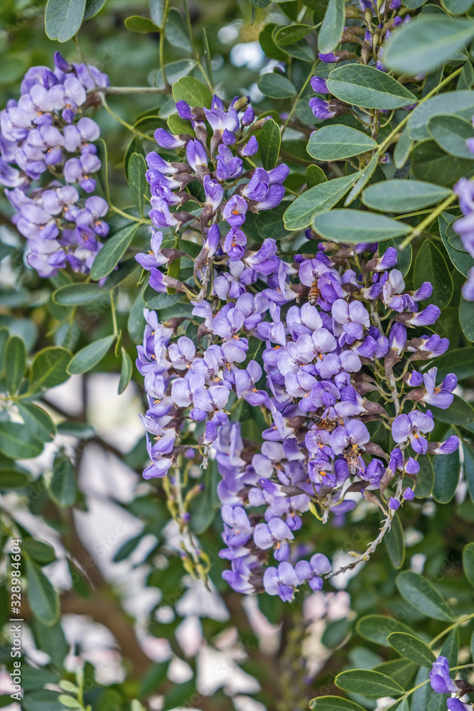 Purple wisteria cluster blooms flower in southern USA gardens in springtime Purple wisteria cluster blooms flower in southern USA gardens in springtime