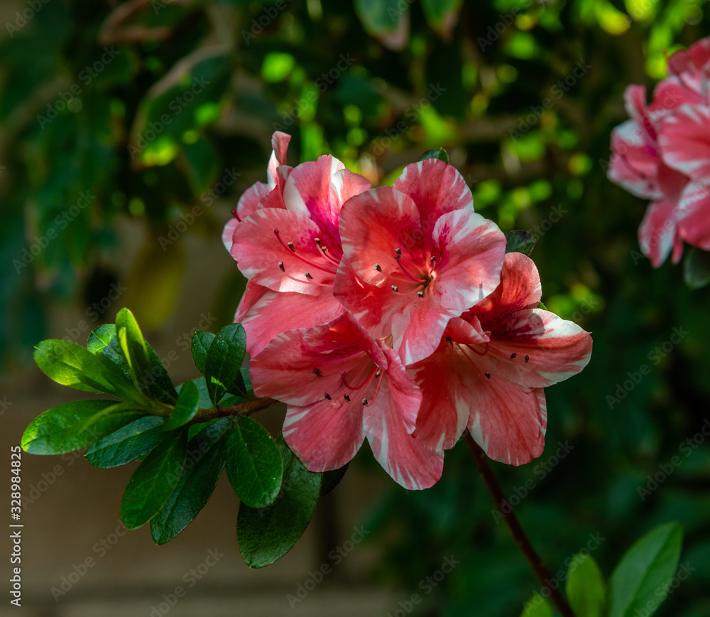 Beautiful blooming pink and white azalea flowers Beautiful blooming pink and white azalea flowers