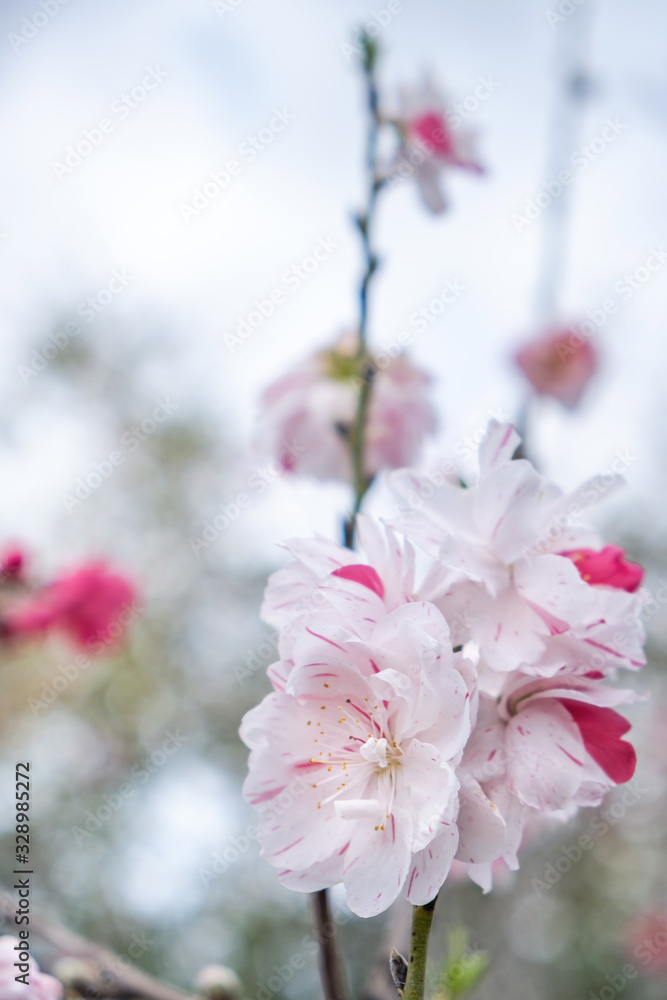 Pink and white peach blossoms on roadside in spring Pink and white peach blossoms on roadside in spring