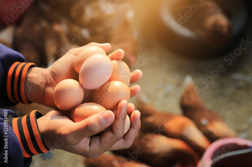 Organic chicken egg in local agriculture farm for health care living life 
