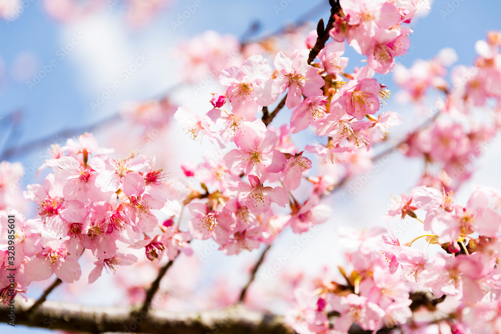 河津桜2 河津桜2