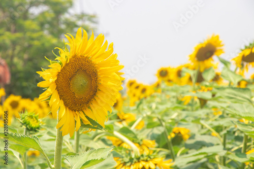 sunflower, sunflower garden , flower