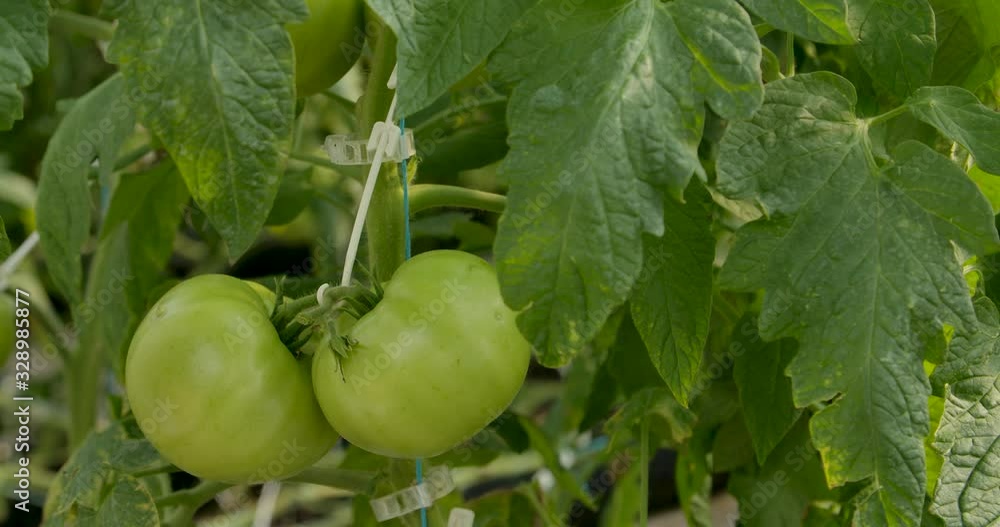 Green unripe tomatoes on plant, slow tilt up over organic produce Green unripe tomatoes on plant, slow tilt up over organic produce