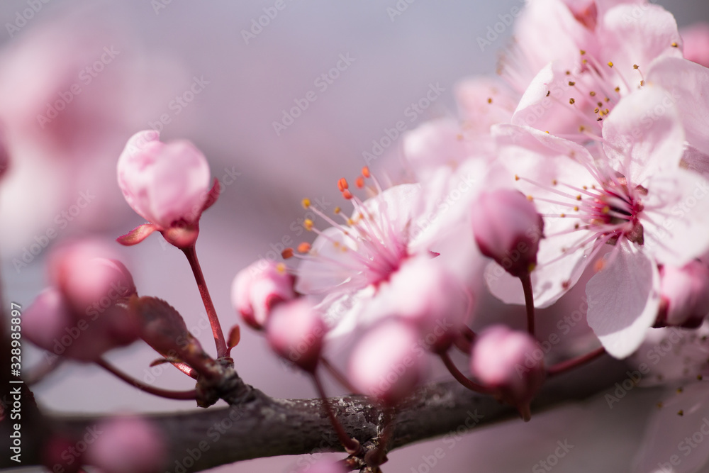 almonds tree  flowes on a twing bee blured background in spring season day