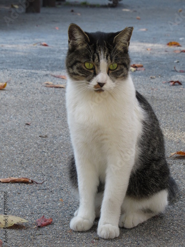 猫