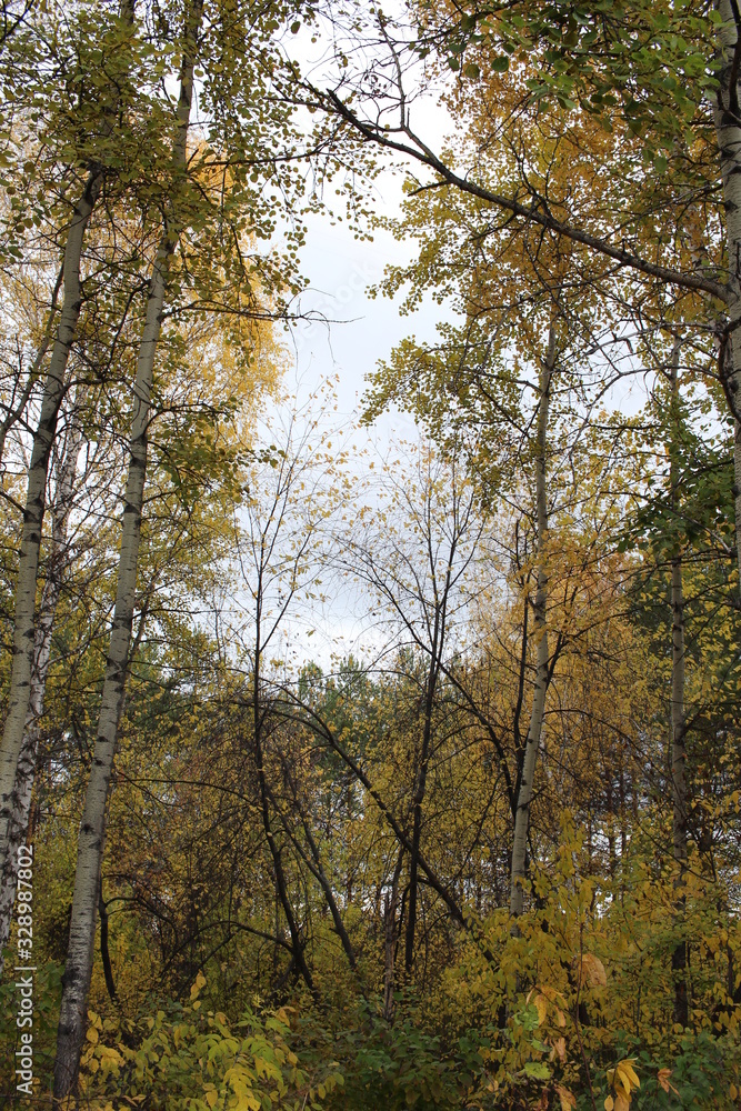 autumn gloomy forest with birches cold day autumn gloomy forest with birches cold day
