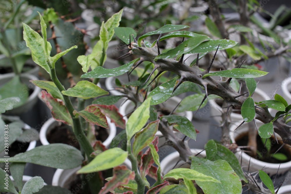 prickly plant with sharp spines grows leaves prickly plant with sharp spines grows leaves