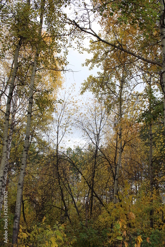 autumn gloomy forest with birches cold day