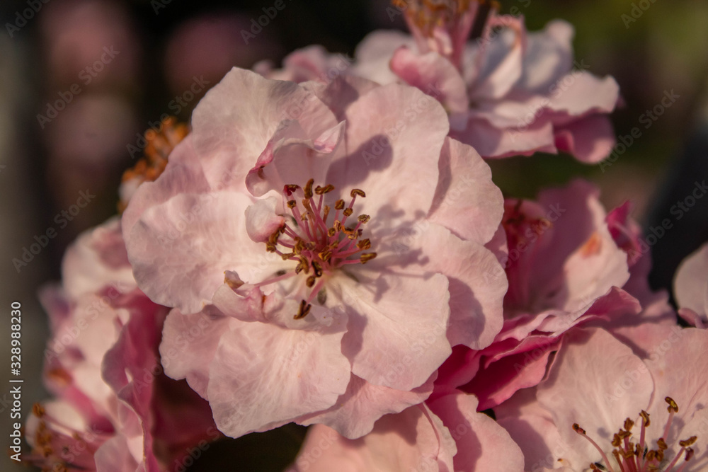 Spring Blooms Flowers 9 Spring Blooms Flowers 9
