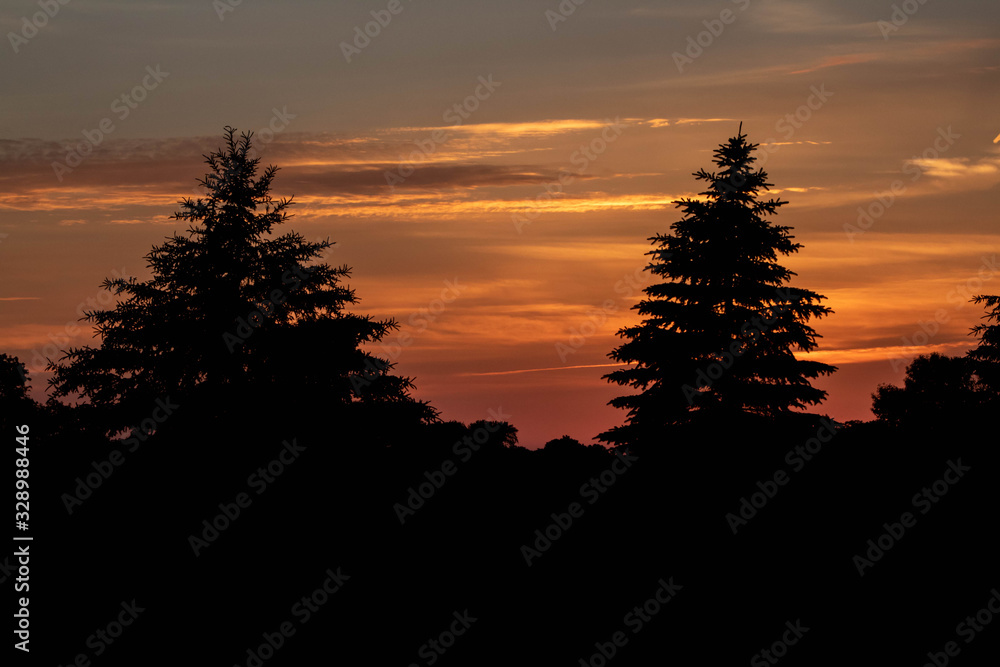 Silhouette Pine Tree Landscape sunset sunrise (8)