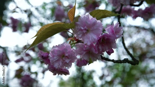Closeup of pale pink cherry blossom flowers blowing in the breeze photo