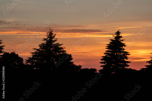 Silhouette Pine Tree Landscape sunset sunrise  4 