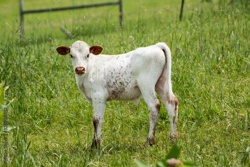 Cattle Calf Texas Longhorn (2)