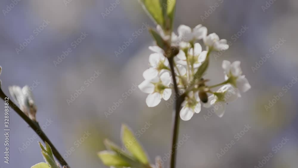 White Hawthorn (Crataegus) blossom in springtime with honey bee's flying around. White Hawthorn (Crataegus) blossom in springtime with honey bee's flying around.