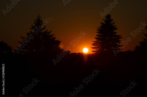 Silhouette Pine trees and Orange Sunset  2 