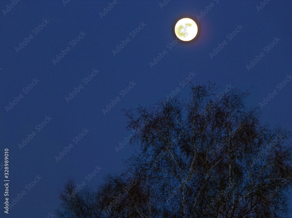 Full moon in the forest. A dry tree with a full moon at midnight. Full moon in the forest. A dry tree with a full moon at midnight.