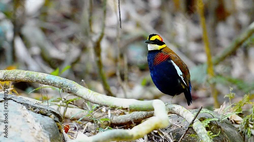 Bird pitta in the wild,full HD. Colorful malayan banded pitta male resting with one leg on root in tropical rain forest.