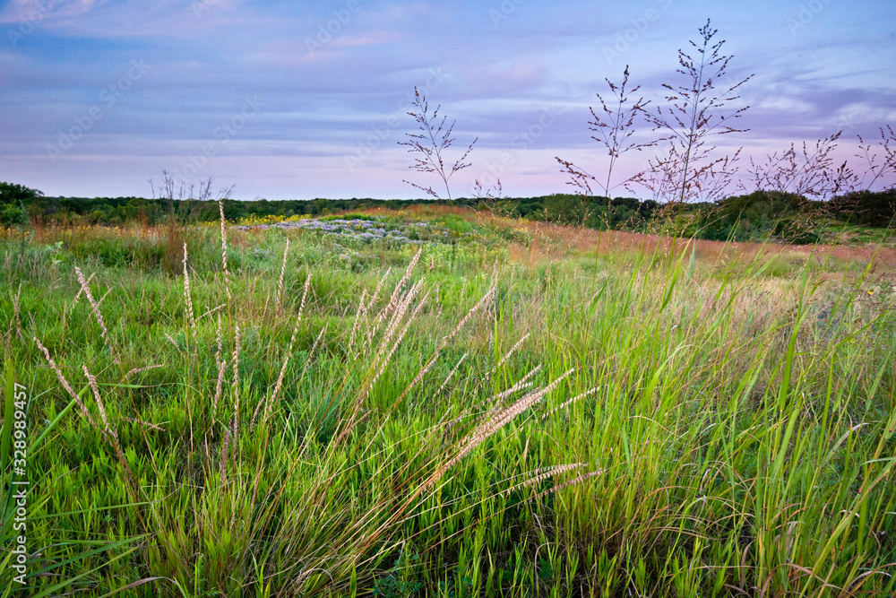 Prairie grasses at dusk on a Midwest prairie.