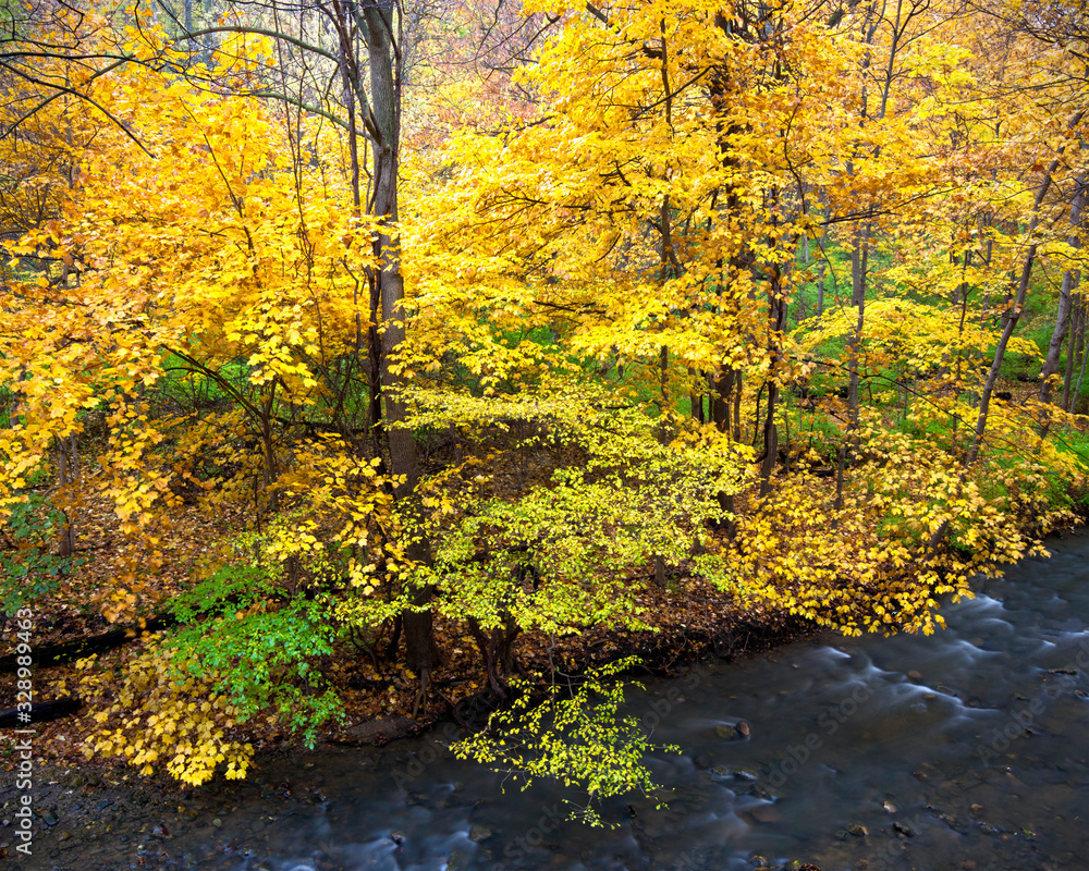 Maple trees showing off their autumn colors along a woodland creek in northern Illinois. Maple trees showing off their autumn colors along a woodland creek in northern Illinois.