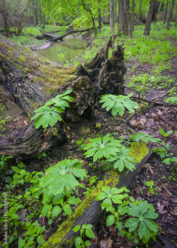 Mayapples sprout beside a decaying log as spring brings a season of growth to the forest.